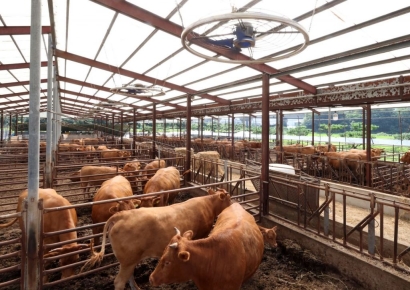 3분기 한·육우 5.6% 감소…"지속된 가격 하락 영향"