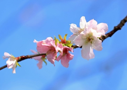 [뉴스속 이슈]10월에 '진달래'부터 '벚꽃'까지…이상 개화