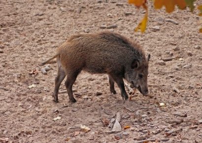 "맨손으로 멧돼지 잡으면 공짜로 준다"…황당 관광상품 선보인 中