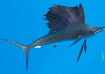 서핑하다 '검투사'에 찔려 죽은 서퍼…인니서 무슨 일이