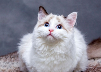 '일부러 모른척 했네'…고양이, 인간 아기보다 단어 학습 2배 빨라  