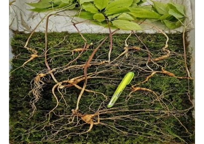 덕유산서 '심봤다'…최고 수령 70년 산삼 10뿌리 발견