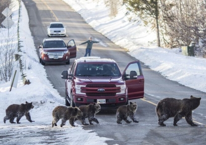 '18마리 출산' 사랑 받던 美회색곰…제 수명 못살고 숨진 이유
