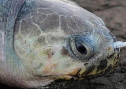 바다거북이 퇴출한 플라스틱의 '귀환'…천덕꾸러기 '종이빨대'