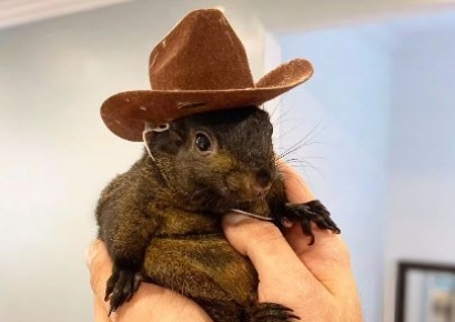 "인간에 광견병 옮길까봐"…'스타 다람쥐' 美정부가 안락사 했다