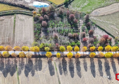 [포토] 노랗게 물든 은행나무길