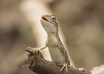 연락 두절된 세입자 집 가니…도마뱀 80마리 죽어 있었다