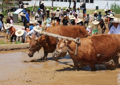 소똥으로 만든 연료로 발전소 가동…車 110만대 온실가스 감축 효과