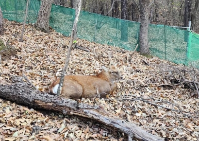 수원서 시민 2명 뿔로 찌른 사슴 마취총 쏴 포획 