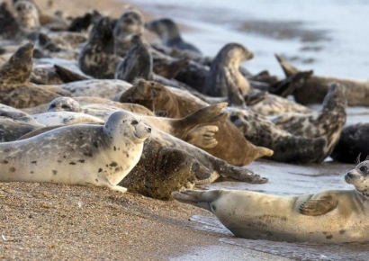 멸종 위기 '카스피해 물개' 임신한 암컷까지 떼죽음…원인은?