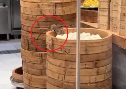 "쥐가 만두 뜯어먹고 있다" 경악한 손님…144년 전통 中 딤섬집 위생 논란