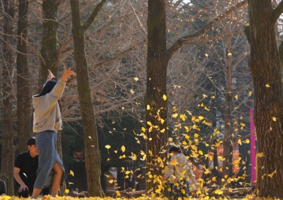 ‘송파구 낙엽’ 20t 남이섬 대이동…황금빛 가을 서정 선사하고 친환경 퇴비로…