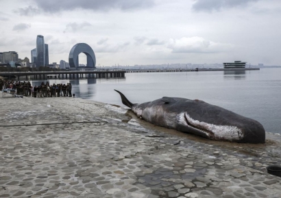 호수에 고래가 어떻게…16m 향유고래 사체에 수천 명 몰려