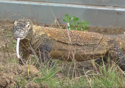 “세계에 단 5000마리” 멸종위기 외래생물 밀수조직 검거