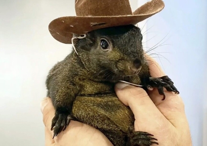 트윗에 '다람쥐' 올렸더니 …상장 3일만에 20배 폭등