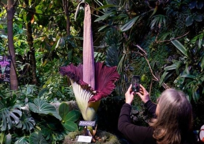 "시체 썩는 냄새 맡아보자" 5000명 몰려가…10년 만에 폈다는 '꽃'