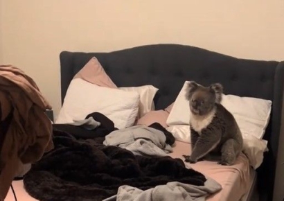 '왜 들어왔지' 부부 침실에 몰래…'뜻밖의 손님'에 서로 당황해