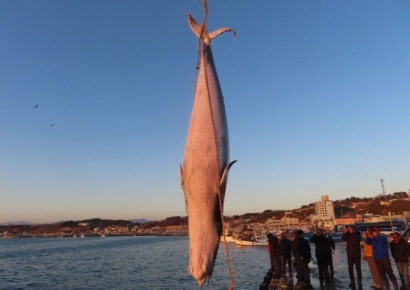 ‘멸종위기종’ 고래고기 일본서 4t 밀반입한 50대 징역형 집유