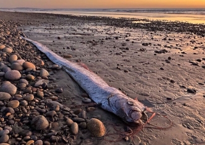 대지진 전조?…美 캘리포니아 해안서 3개월 만에 또 발견된 '이것'