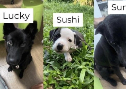 잘 키운다더니 죽여 먹었다고?…반려견 4마리 학대 남성에 태국 발칵