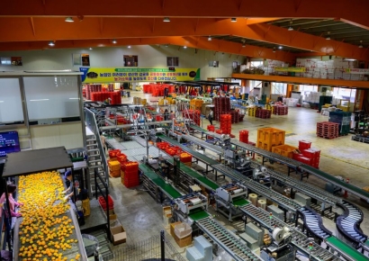 [르포]본격 출하 앞둔 제주 감귤…"지난해보다 출하 다소 늘고·가격 낮을 것"