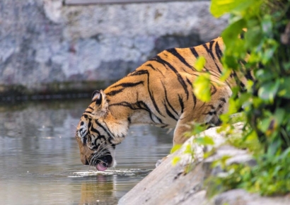 백두산 호랑이 등장에 난리난 中 시골마을…주민 물고 달아나