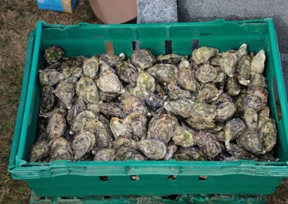 [단독]“김 다음은 굴”…'K-굴' 종합대책 나온다