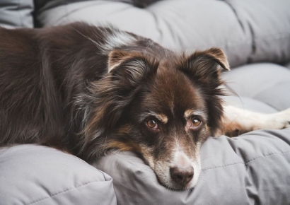 "밤에 개 짖으면 과태료 14만원"…규제 논란 휩싸인 파나마 지자체 