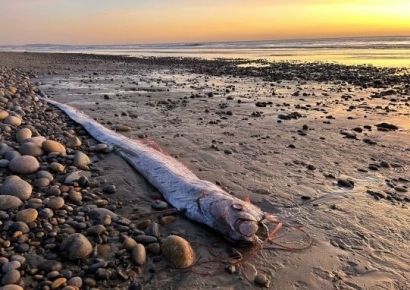 "이러다 지구 멸망하는 거 아냐?"…올해만 3번째 발견된 '이 물고기'