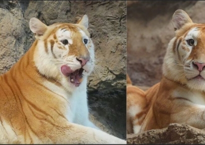 "고양이보다 귀여운 황금 호랑이 자매"…'무뎅' 이은 태국 동물스타