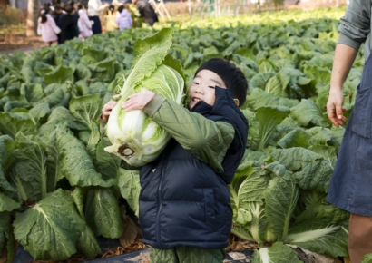 올해 기상 악화로 배추 생산 6.3% 감소