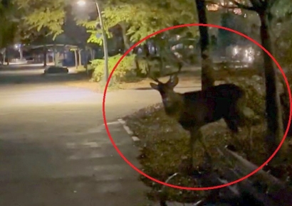 주인 못찾으면 어떻게…'광교꽃사슴' 운명의 기로