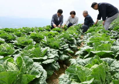 '여름배추 대란' 재발 막는다…1000㏊ 신규 재배적지 발굴키로