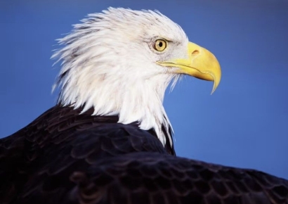 바이든, 퇴임 앞두고 법안 50개 서명…'흰머리 수리' 美 공식 國鳥