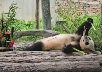 푸바오 '덜덜' 떨더니…中 판다기지 폐쇄 소식에 팬들 "어떡해"