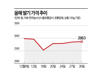 가격 껑충 金딸기, 20% 이상↑…"장바구니 담기 겁나요"