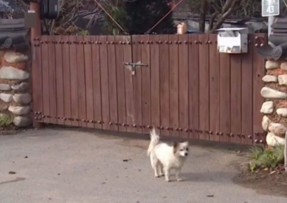 무안 참사로 일가족 9명 잃은 '푸딩이', 동물단체서 임보 중