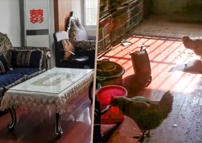 새벽마다 꼬끼오에 악취까지…아파트서 닭 키운 세입자 '경악'