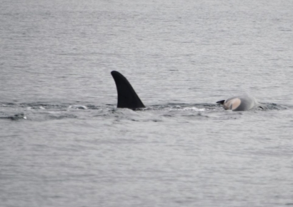 죽은 새끼 업고 보름 넘게 헤엄친 어미 범고래, 안타까운 소식