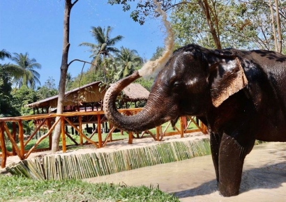 코끼리 씻겨주다 상아에 찔려…태국서 스페인 관광객 사망