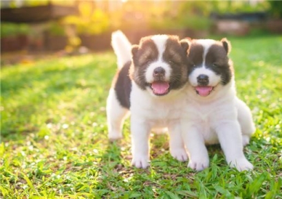 "더이상 못 키우겠다" 떠난 주인…굶어 죽은 반려견 21마리 비극