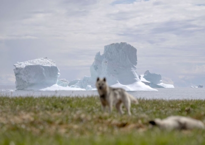 그린란드 '보물' 탐내는 트럼프...지구온난화로 치열해진 자원쟁탈전
