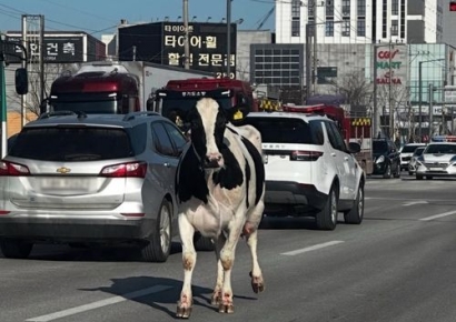 도축장 가던 젖소가 트럭서 탈출…마취총 쏴 3시간 만에 주인 인계