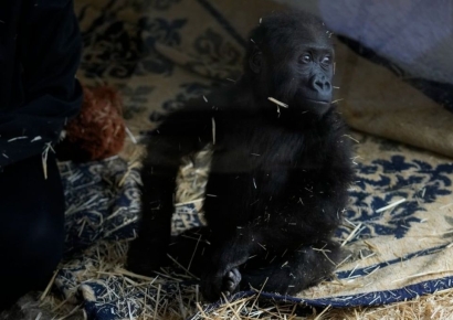 "왜 거기서 나와?" 비행기 화물칸에서 나온 생후 5개월 '이 동물'