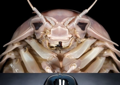 '내가 니 애비' 다스베이더 닮았다…베트남 별미 어떻게 생겼길래