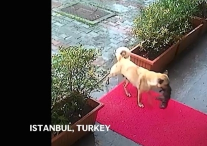 "살려주세요"…죽어가는 새끼 입에 물고 동물병원 찾은 어미 개