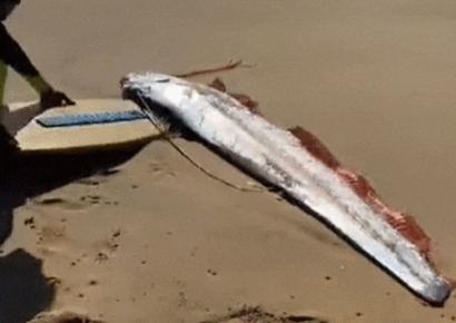 재난 전조인가?…'종말의 날 물고기' 등장에 멕시코 화들짝