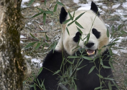 "푸바오급 인기" 판다 신드롬, 워싱턴에서도 시작