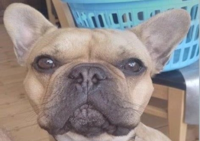 "우리 강아지 귀엽지"…사진 보냈다가 일망타진된 마약상, 이유는?