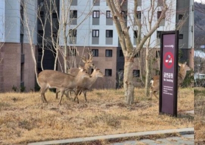 순천 아파트 공원에 등장한 사슴떼…"눈은 즐거운데 위험해 어쩌나"